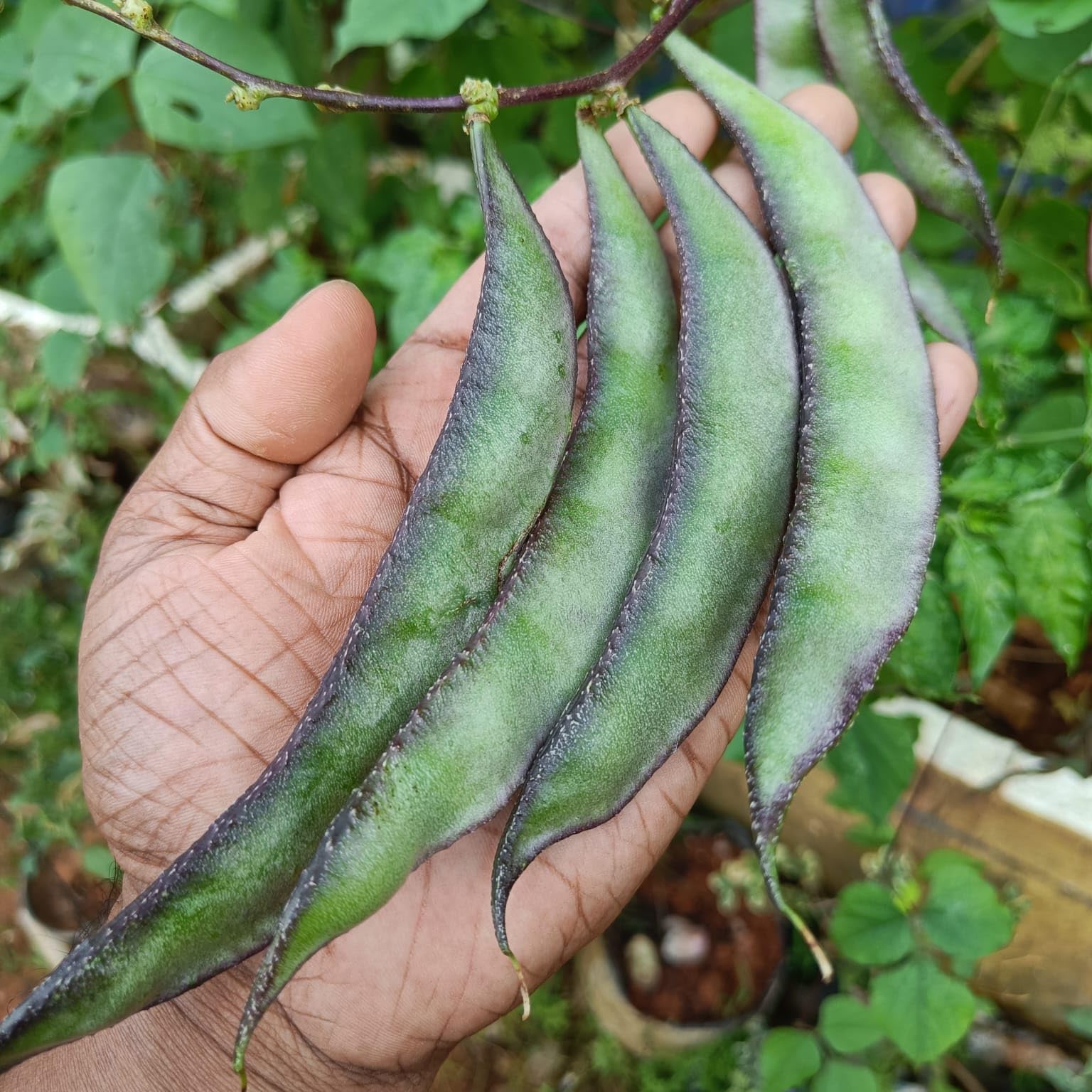 Black And Green MiX Color Sem Phali Lima Beans SeedsVegetale seeds 100% germination (25 seeds) Sim Seeds Seeds For home garden (B0CFBGYBF4) Amazon Price History, Amazon Price Tracker