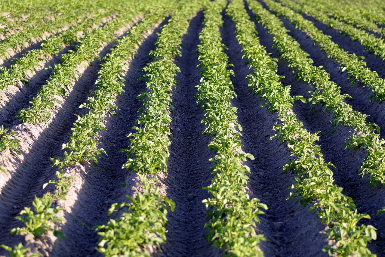 Patentkali Kalidünger 30 (+10 +42,5) 10 kg Kalimagnesia Kaliumdünger Kartoffeldünger Rosendünger - Versorgt auch Ihr Gemüse mit wichtigen Nährstoffen