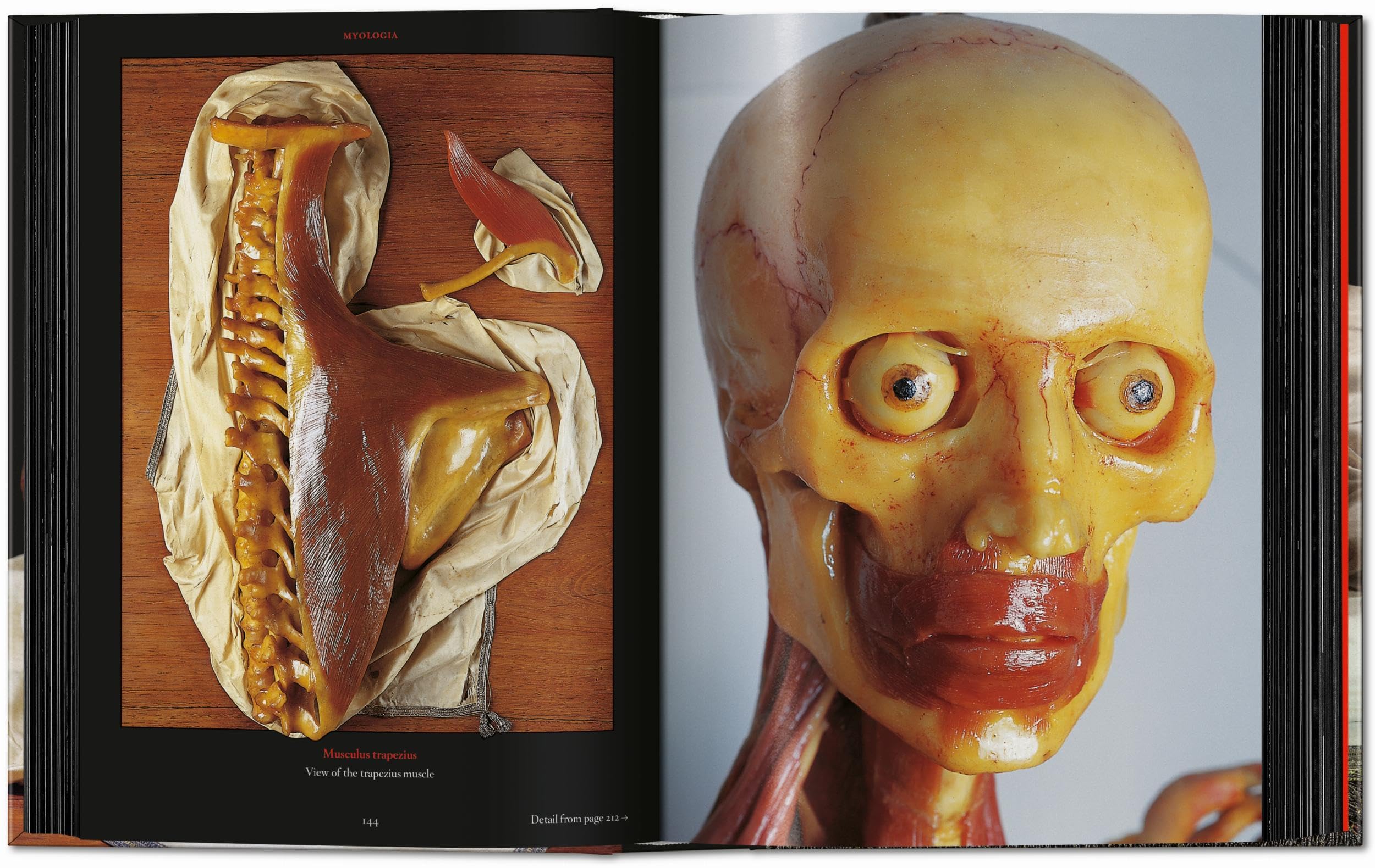 Anatomical Waxes. 45th Ed. (45th Edition)