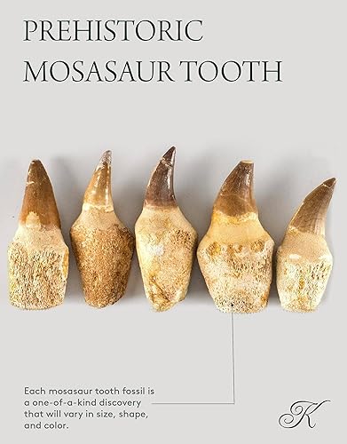 Miniatura 4 de KALIFANO Auténtico diente de mosasaurio prehistórico fosilizado de Marruecos, dientes de mosasaurio para colecciones de fósiles y fines educativos