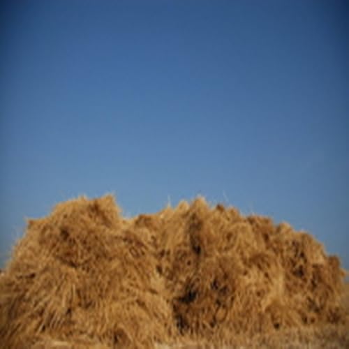 New Star Restaurant Coffee Shop Siwa Oasis