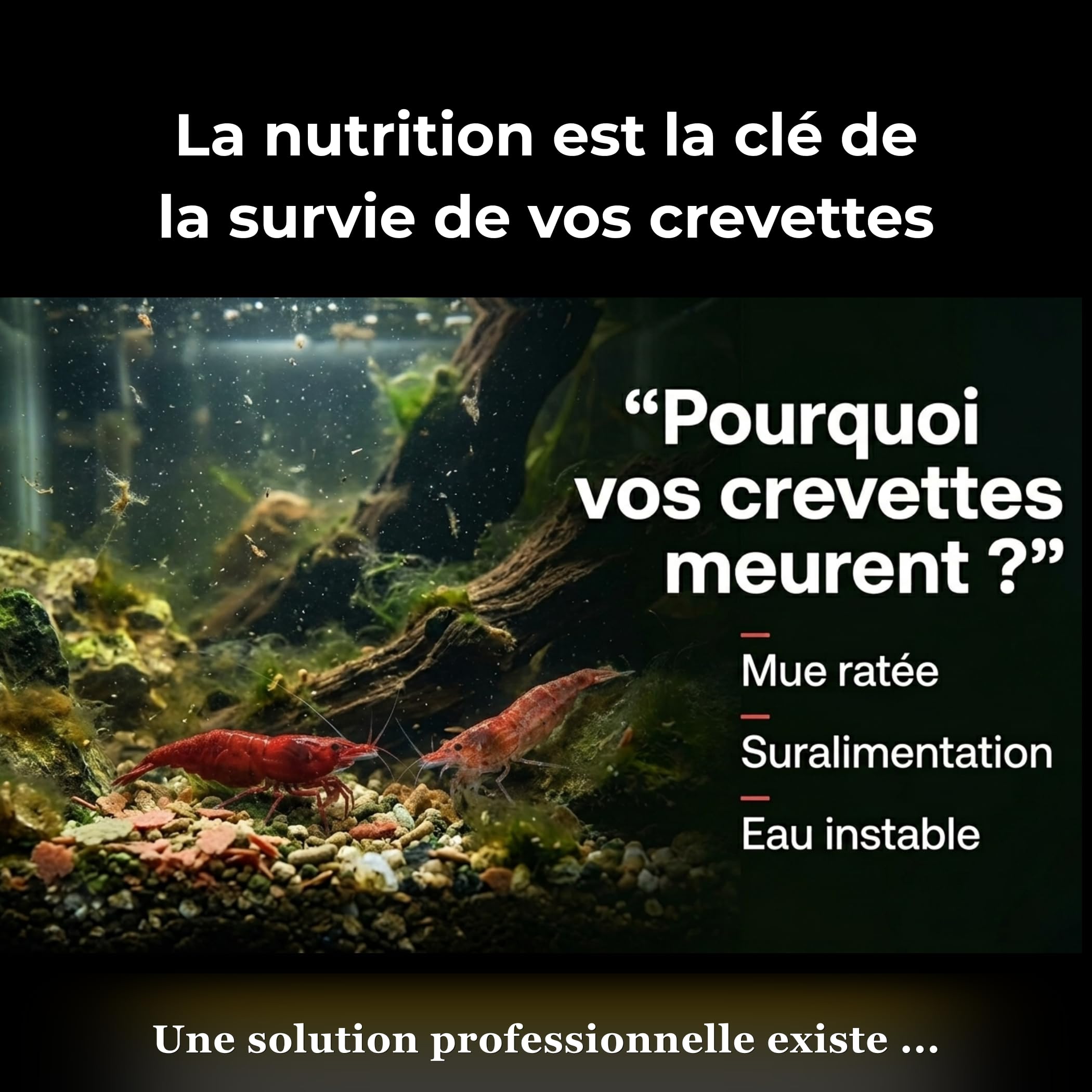 NEOTROPIC Pure Shrimp Pro Formula - Nourriture Crevettes Aquarium - Formule Aquaculture Française - Croissance Reproduction & Couleurs Intenses - Micro-granulés (60g)