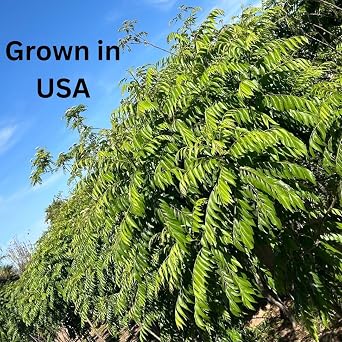 CurryForest Dried Curry Leaves - 100% Natural & Herbicide-Free USA Grown Kari Patta, Pesticide-Free Whole Curry Leaves, Air Dried (10-15g)
