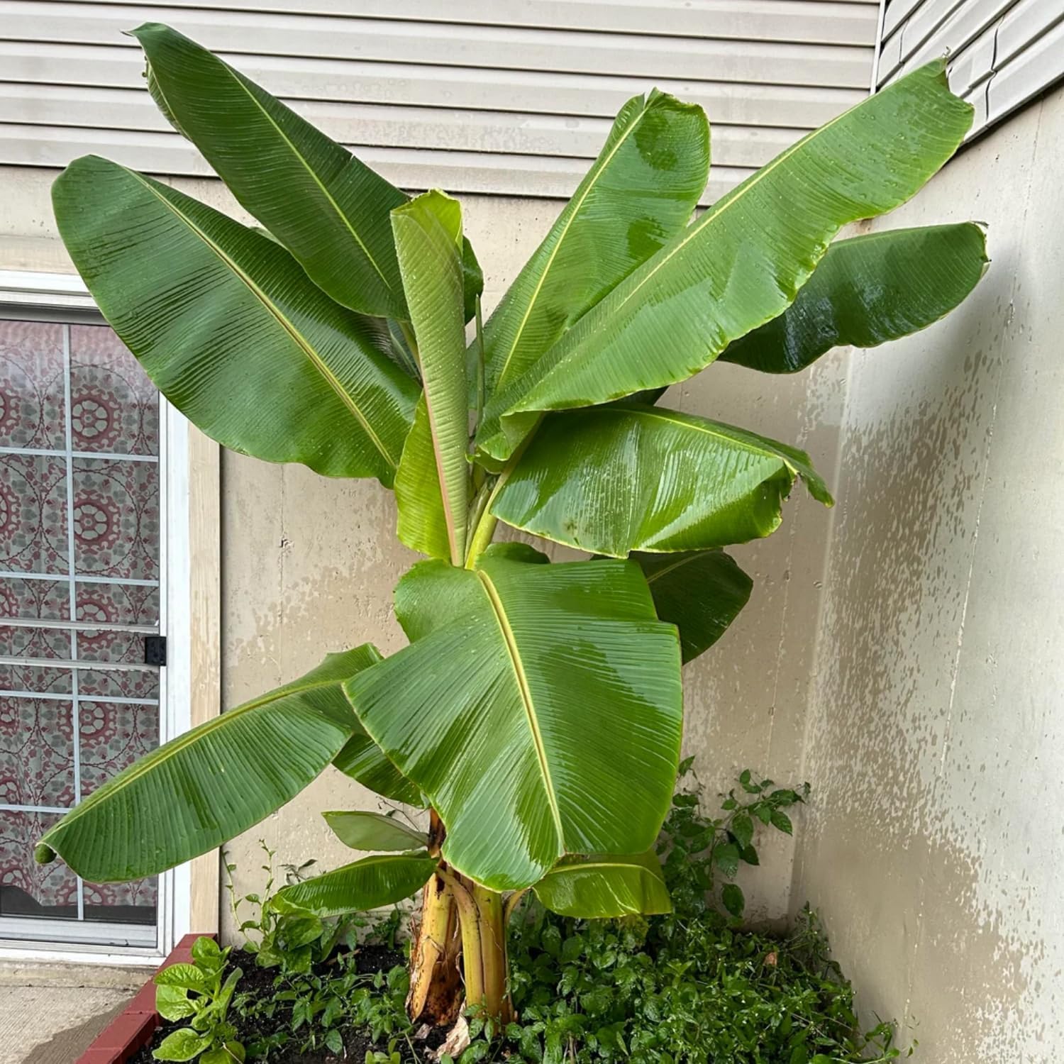 Dwarf Cavendish Banana Plant, Starter Banana Tree, Live Banana Tree Plant, Hardy Banana Plants 4 to 6 Inch Height No Pot for Planting