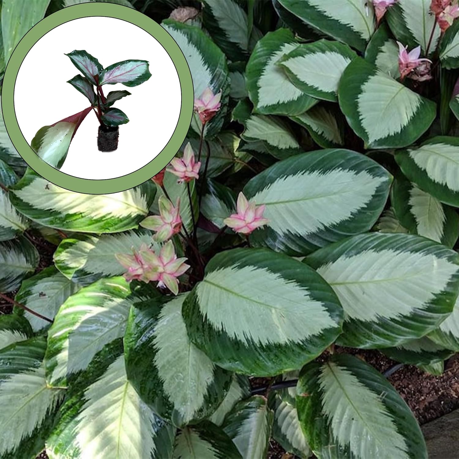 Generic Calathea Royal Standard Starter Plant, Natural