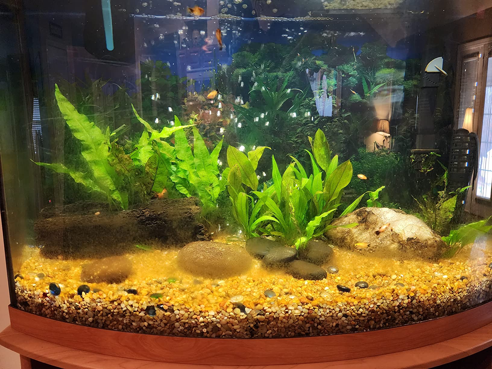 17/mo Finance Unscripted Aquarium Clarifier Keeps Water Clear