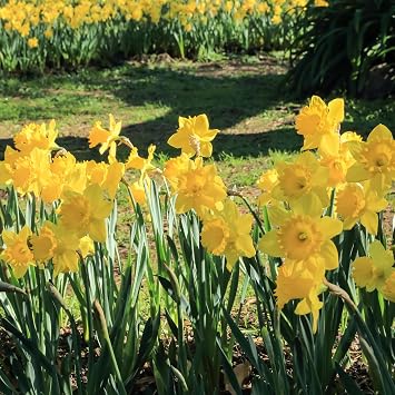 25 Yellow Daffodil Bulbs