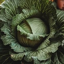 Late Flat Dutch Cabbage - 100 Seeds - Non-GMO, Late Season Cabbage Variety, Grow Your Own Giant Cabbages, Non-GMO, Heirloom Cabbage Seeds for Planting in the Home Garden, Thresh Seed Company