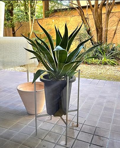 Amazon｜産地マーケット アガベ・ベネズエラ 8号｜観葉植物 オンライン通販