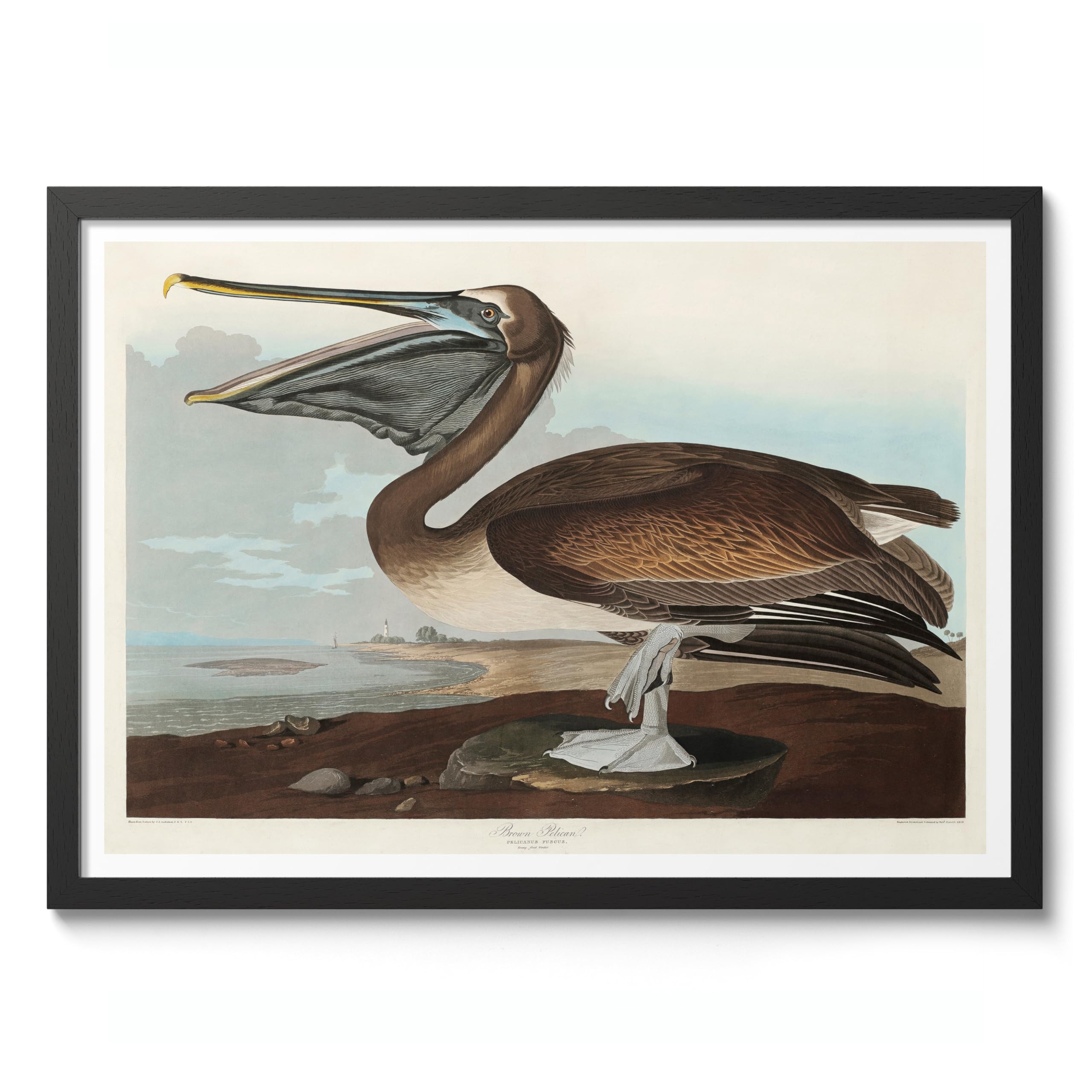 Brown Pelican Poster John James Audubon Vintage Bird Illustration Antique Print Ornithology Art, Archival Matte, A1 (Black Frame) - 84.1x59.4cm โ image 1