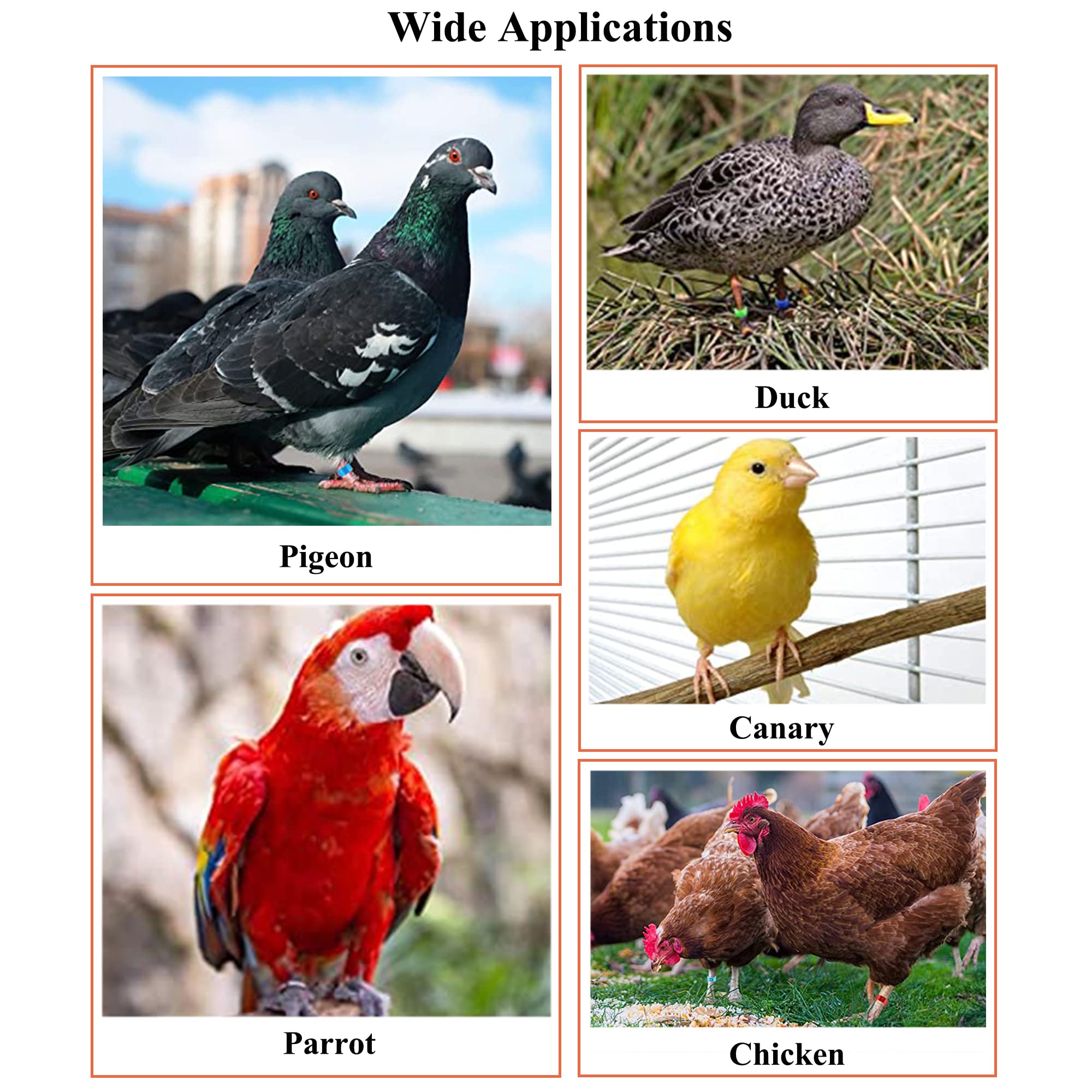 120 Bagues Pattes Volaille 16mm - Anneaux Identification Poulets Pigeons Oiseaux - 6 Couleurs
