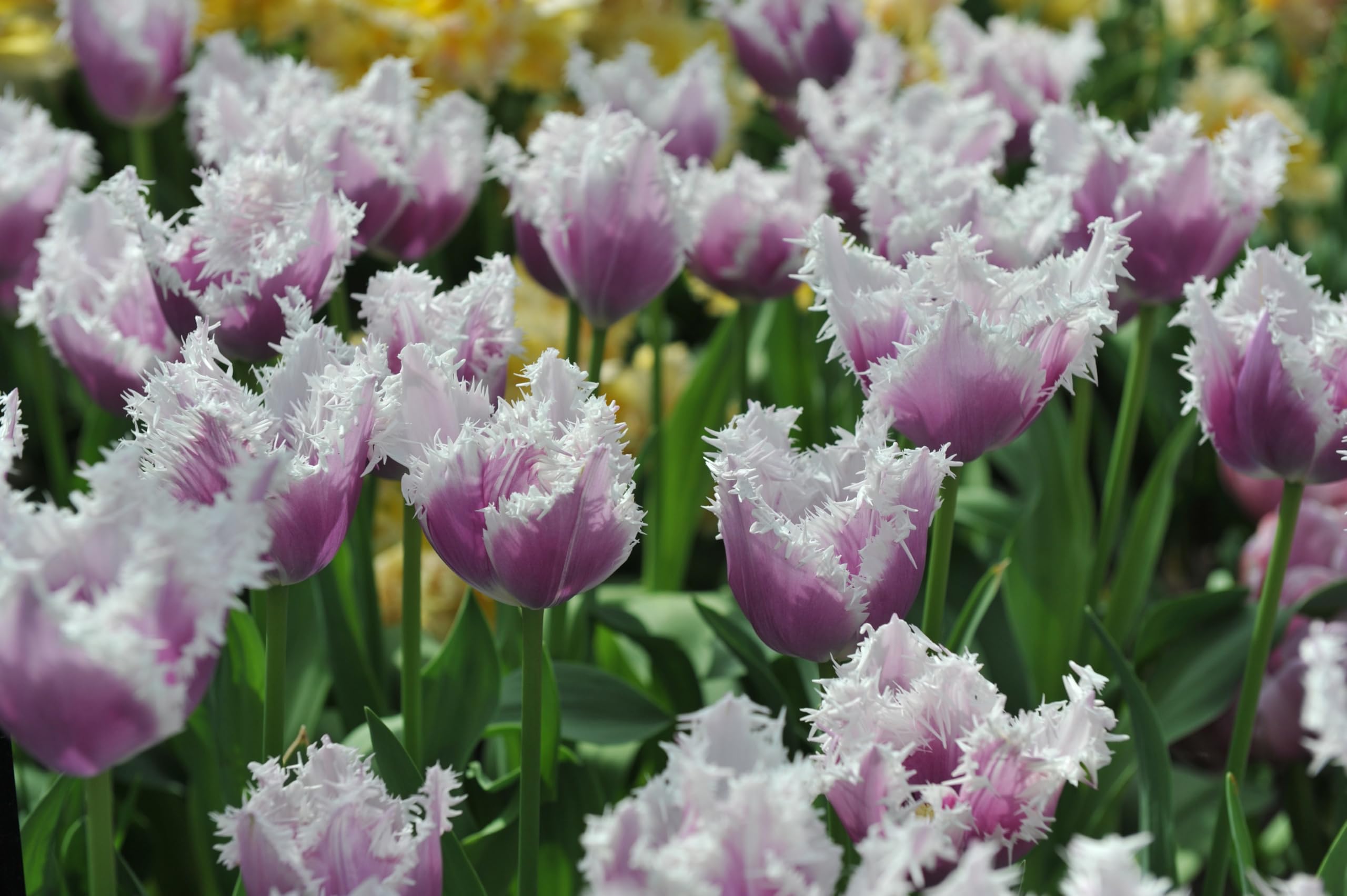 Lincolnshire Pond Plants Ltd - Allium Eros Plant Bulb x5 — view 15