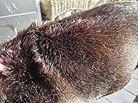 Review Image by Amazon_Shopoholic Amazon_Shopoholic