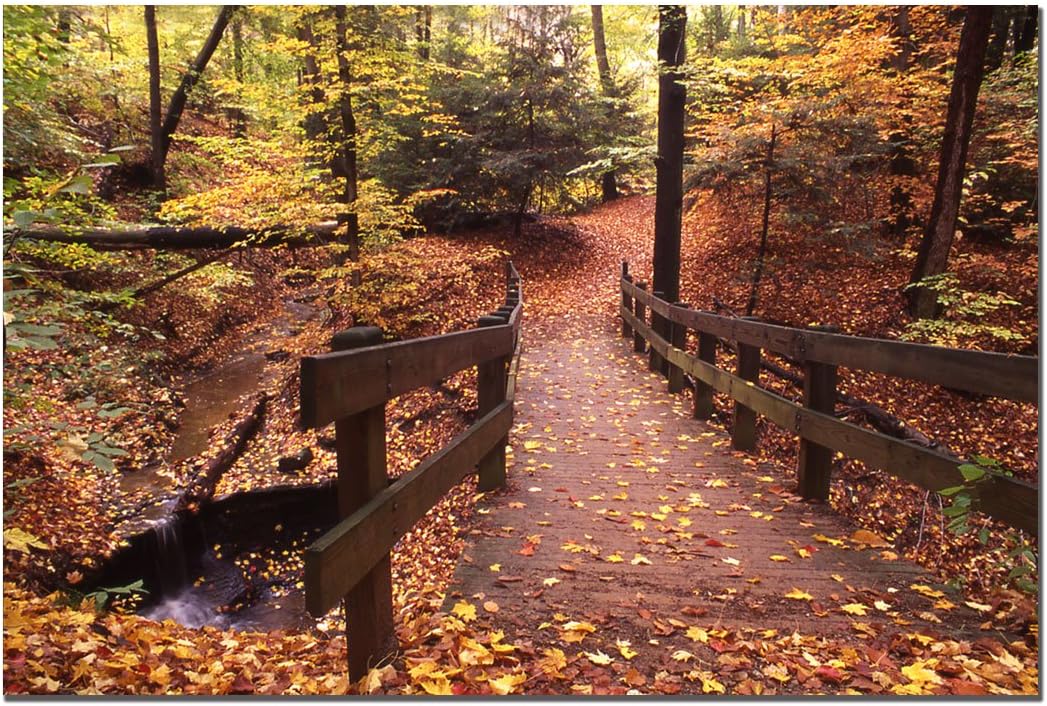 Autumn Bridge by Kurt Shaffer, 16x24-Inch Canvas Wall Art