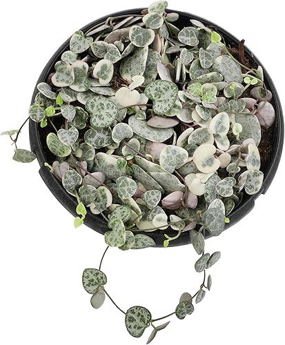 Miniatura 2 de Cesta colgante de cadena de corazones abigarrados, Ceropegia linearis Woodii, cadena de corazones, plantas suculentas vivas, plantas de interior