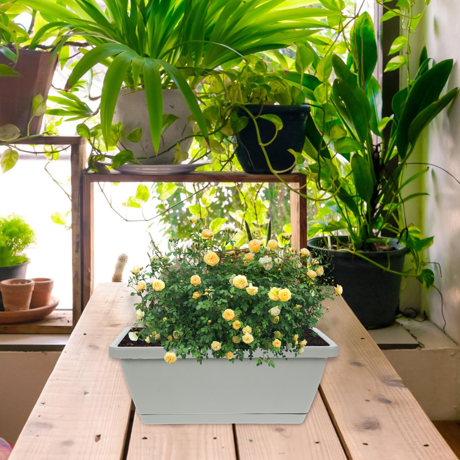 4 Stück Kunststoff Blumentopf Rechteckig Grau Kleiner Bonsai Pflanztopf Mit Abtropfschale Pflanzkübel Für Balkon Und Garten Wetterbeständig Und Langlebig