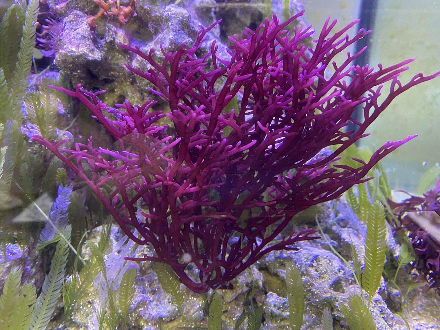Rosa Graf Thalasso Gracilaria Algae 500 gr. main image 1