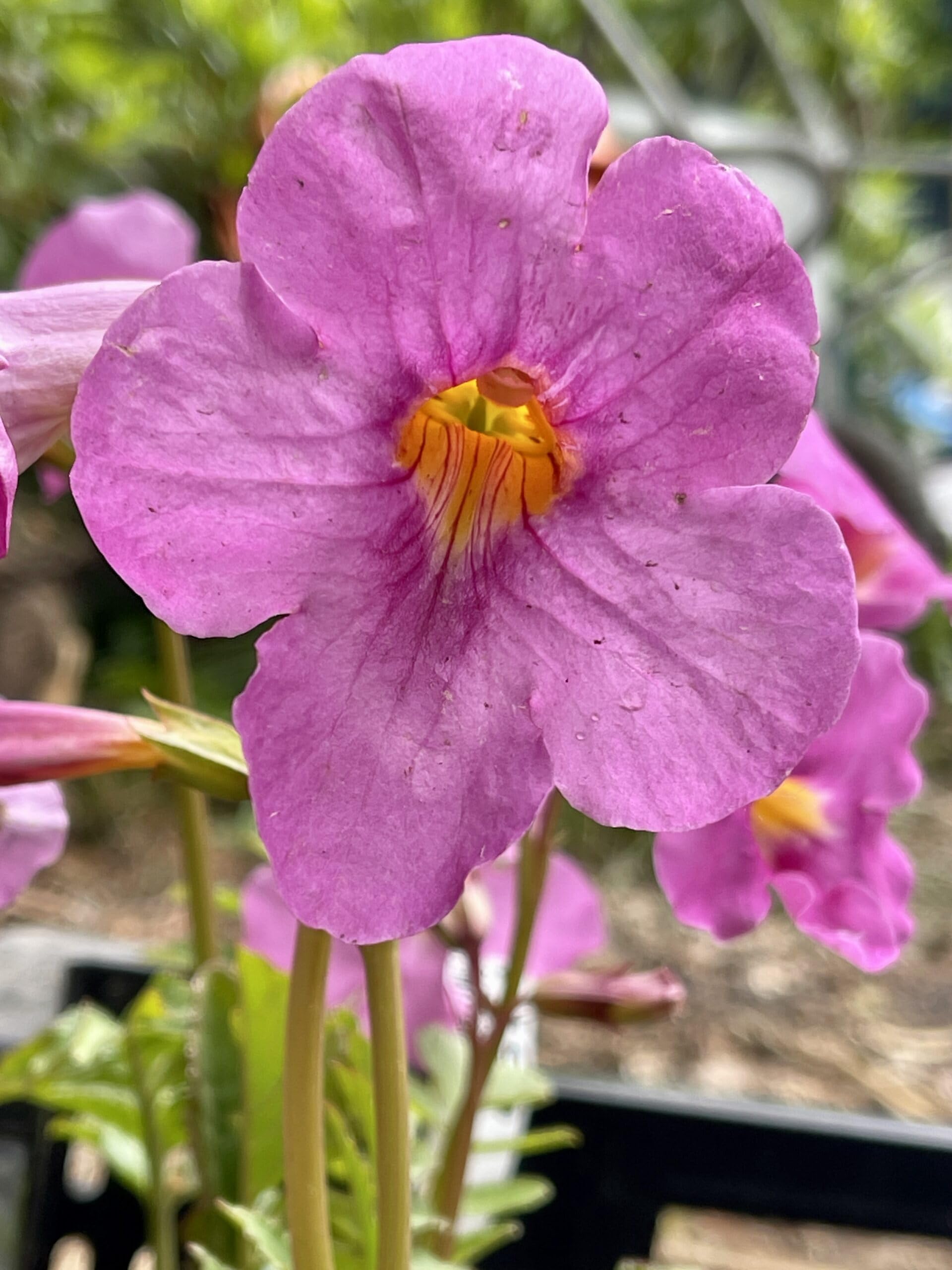 6x Gartenloxinie - Incarvillea delavayi | 9x9 cm pot