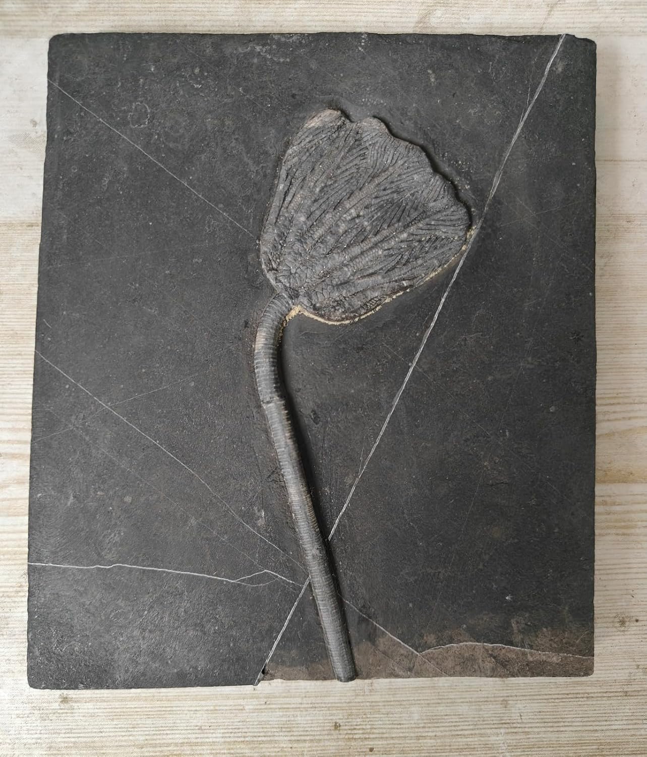 Natural Devonian Prehistoric Jurassic biota crinoids Fossils