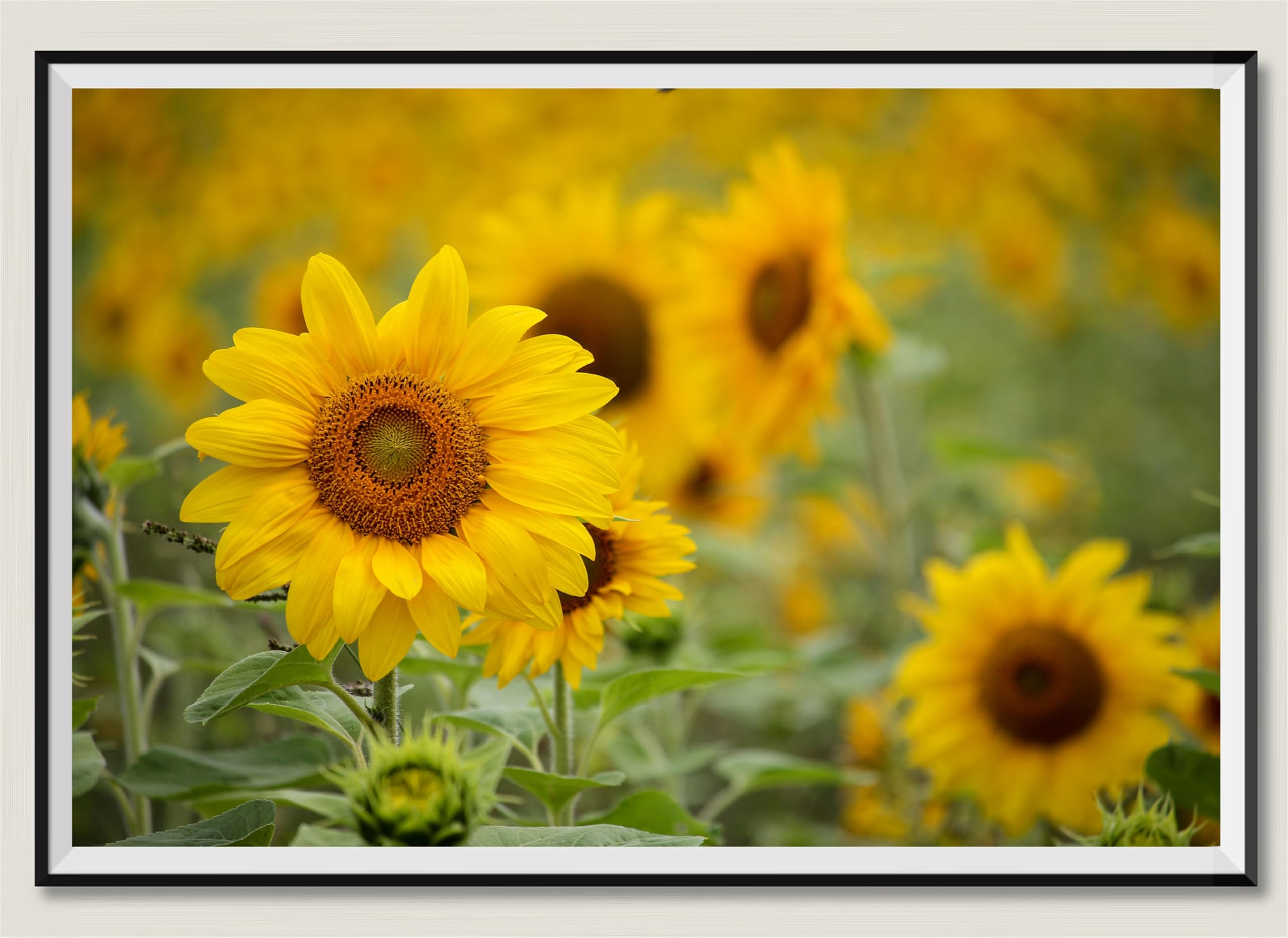 Campo di girasoli - Puzzle in legno da 2000 pezzi, regalo per amicizia, intrattenimento, tempo libero, decorazione per feste, 14 anni+