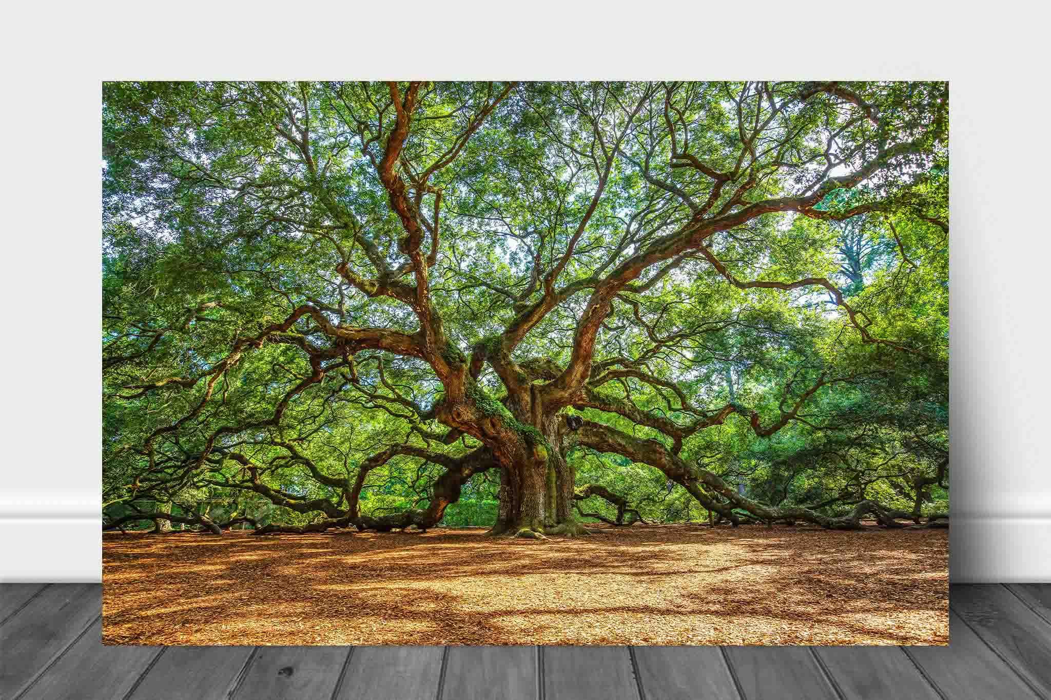 Nature Metal Print (Ready to Hang) Photo on Aluminum of Angel Oak Tree on Summer Day near Charleston South Carolina Lowcountry Wall Art Southern Decor (30