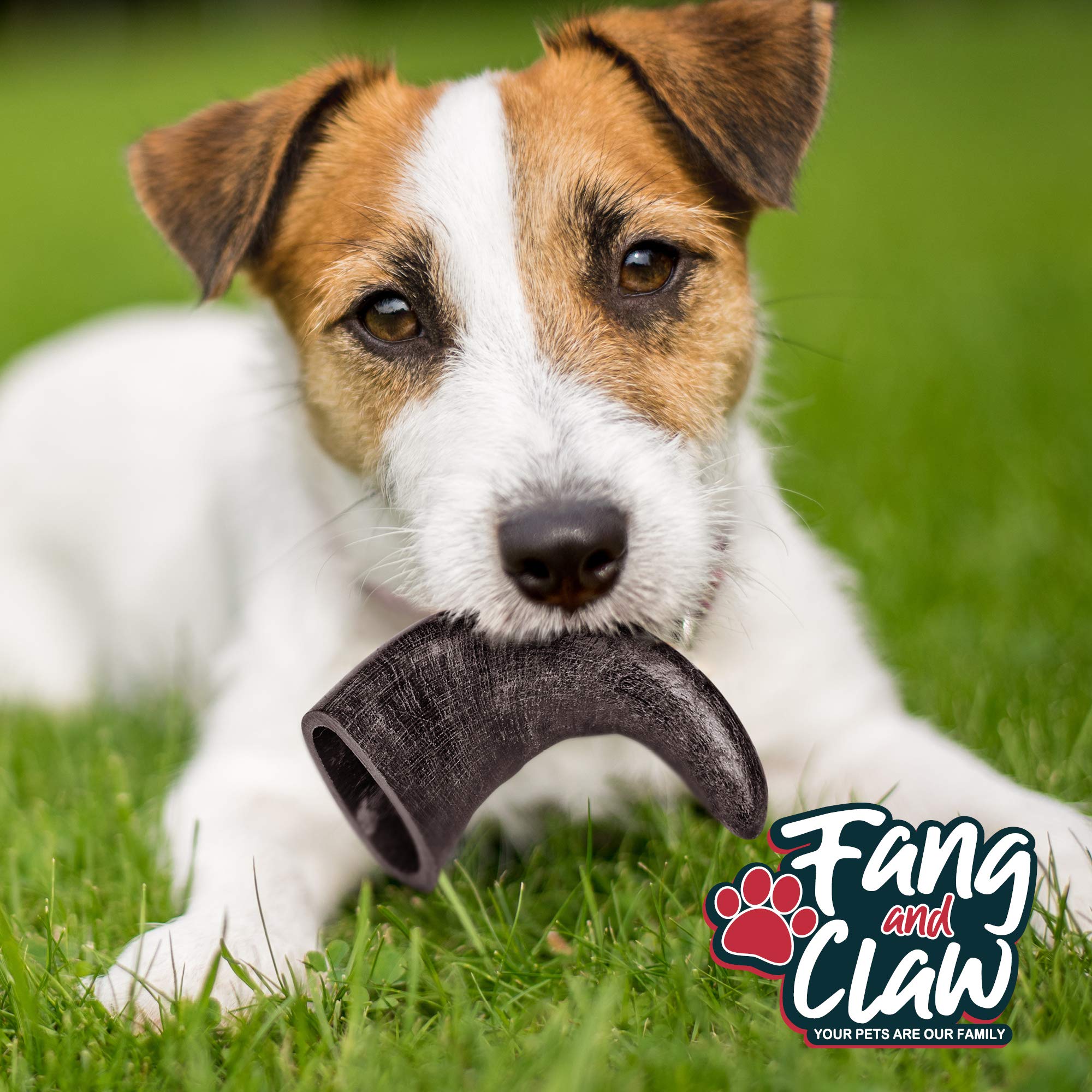 Fang & Claw - Cuernos de búfalo para perros (4 unidades, diferentes tamaños), alimentados con hierba de una sola fuente de proteína, sin productos químicos, aditivos, hormonas, larga duración de