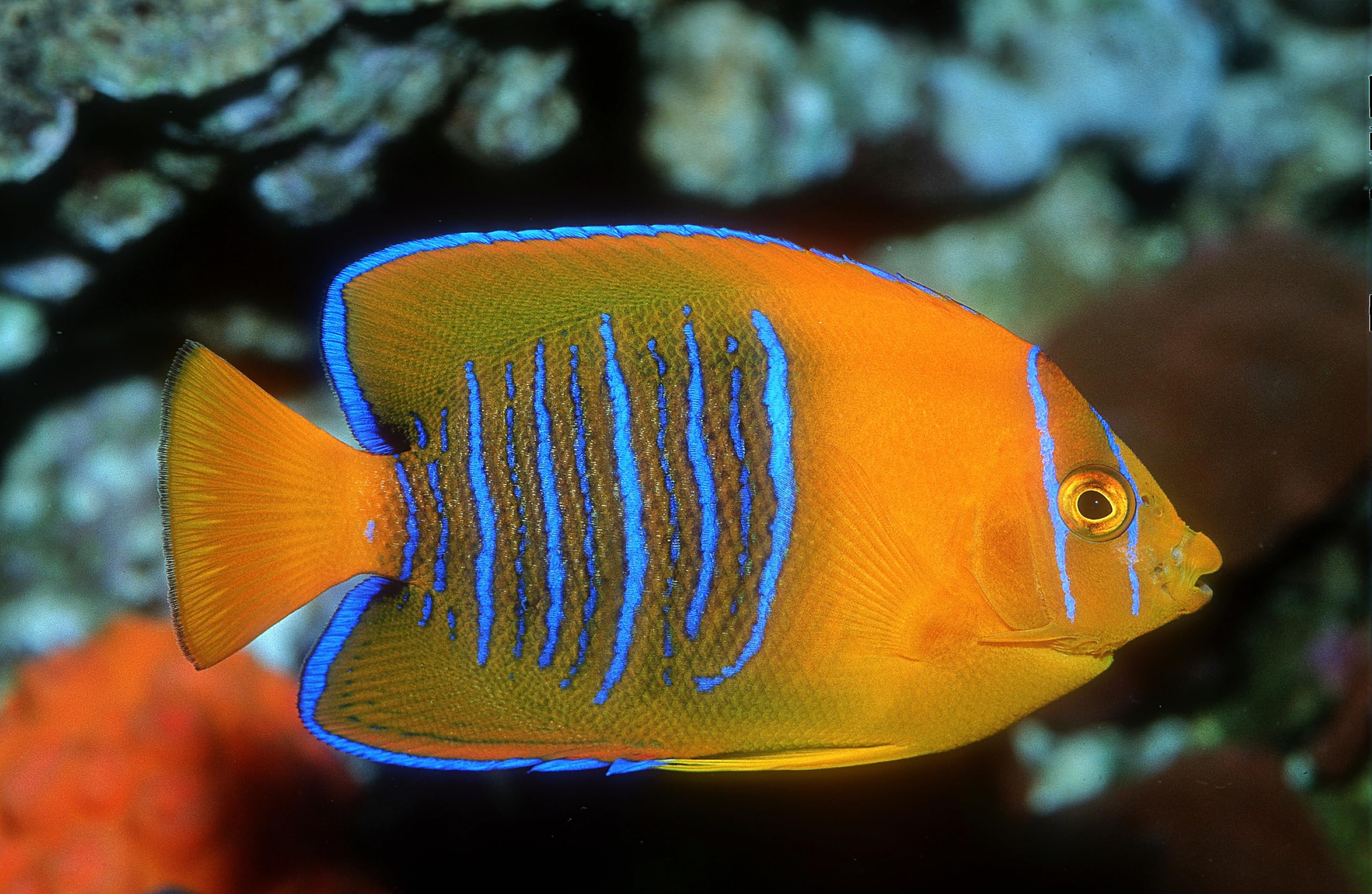 Kaiserfische: Zwergkaiserfische/Herzogfische/Großkaiserfische