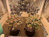 Review Image by kcc kcc