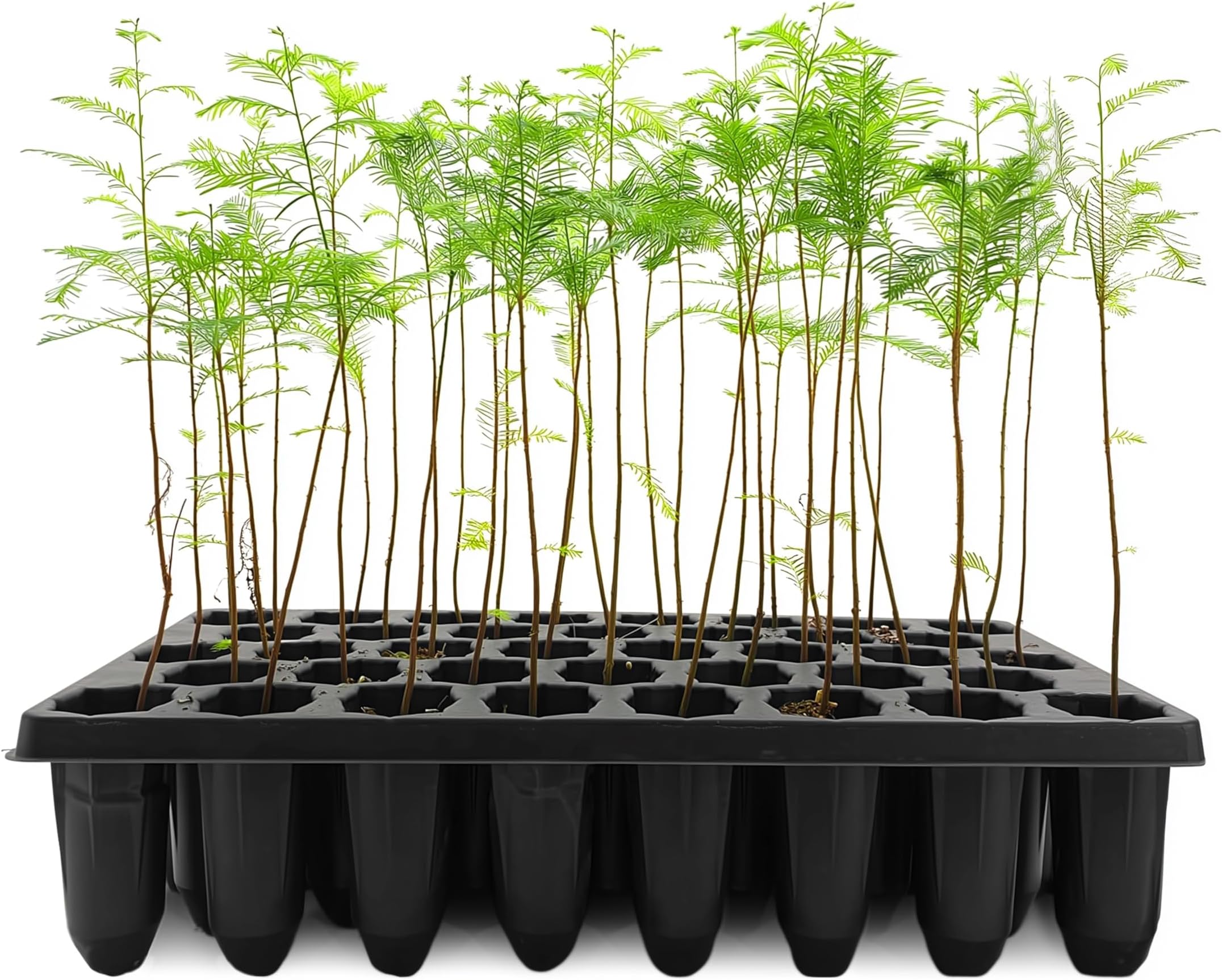 Bald Cypress | 10 Live Trees | Taxodium Distichum | Fast Growing Shade Tree Wet Tolerant