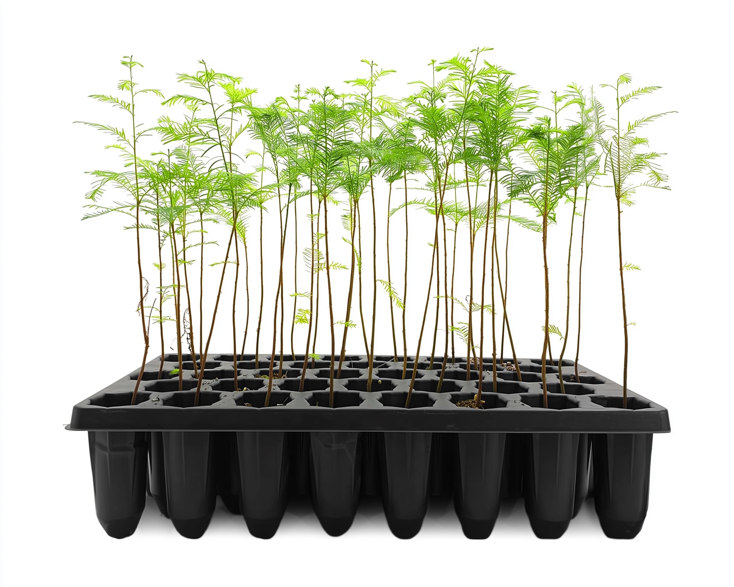 Bald Cypress | 10 Live Trees | Taxodium Distichum | Fast Growing Shade Tree Wet Tolerant