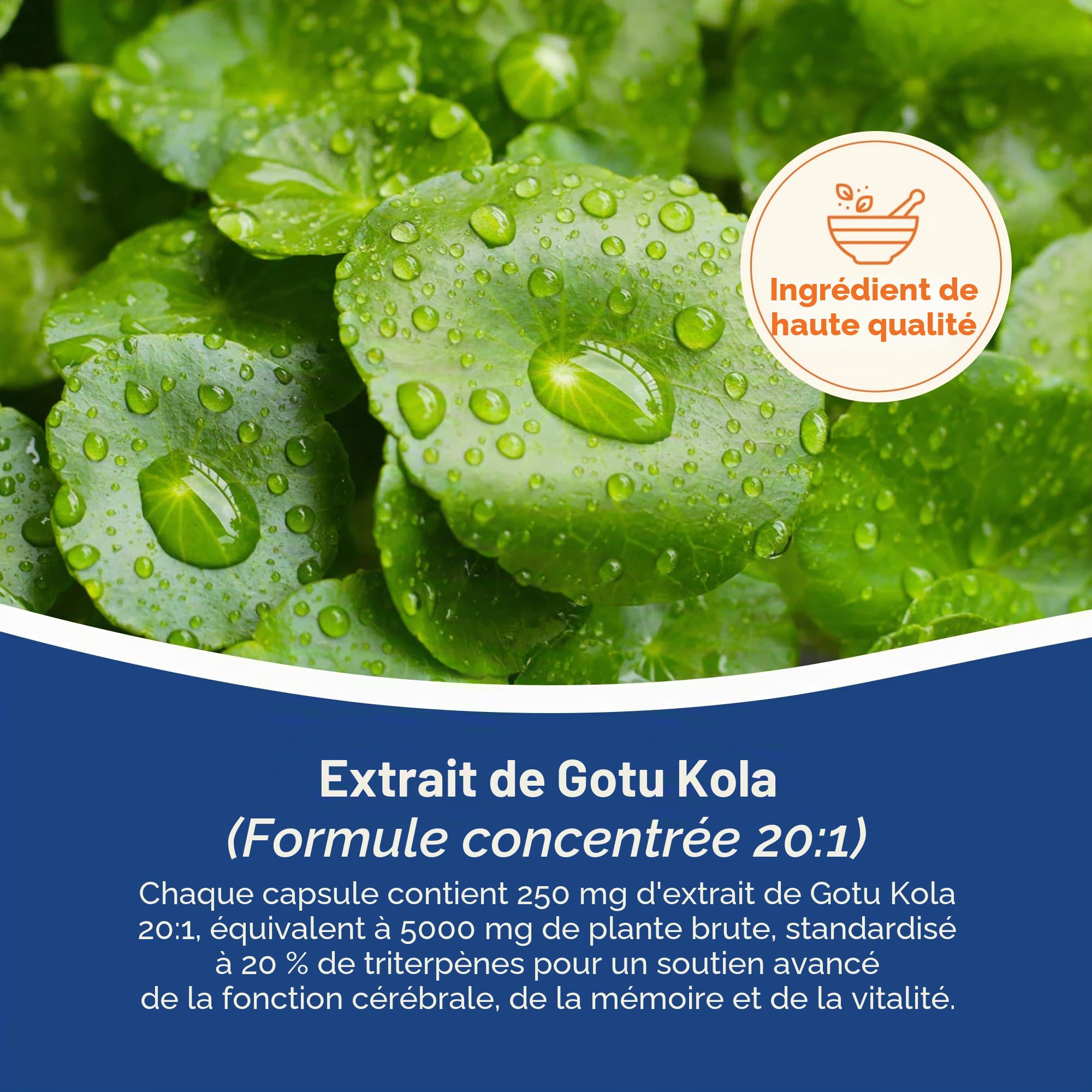 Hepatica Gotu Kola (Centella Asiatica) 5.000 mg Équivalent | Extrait 20:1 250 mg Standardisé à 20% de Triterpènes | 90 Gélules Véganes | Réserve 3 Mois | GMP & laboratoire indépendant