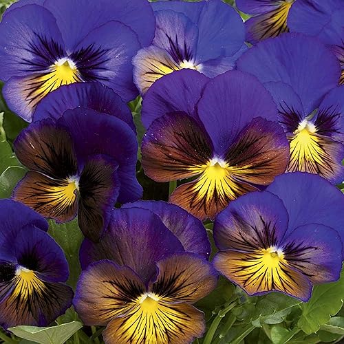 YEGAOL Garden - 50 semillas de pensamiento de mariposa azul para plantar resistencia al frío, flores de jardín perennes para camas, fronteras,