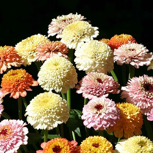 Miniatura 15 de Eden Brothers - Semillas de zinnia, cactus con flores, sin OMG, plantar en primavera, paquete, flores de bajo mantenimiento, zonas 3, 4, 5, 6, 7, 8