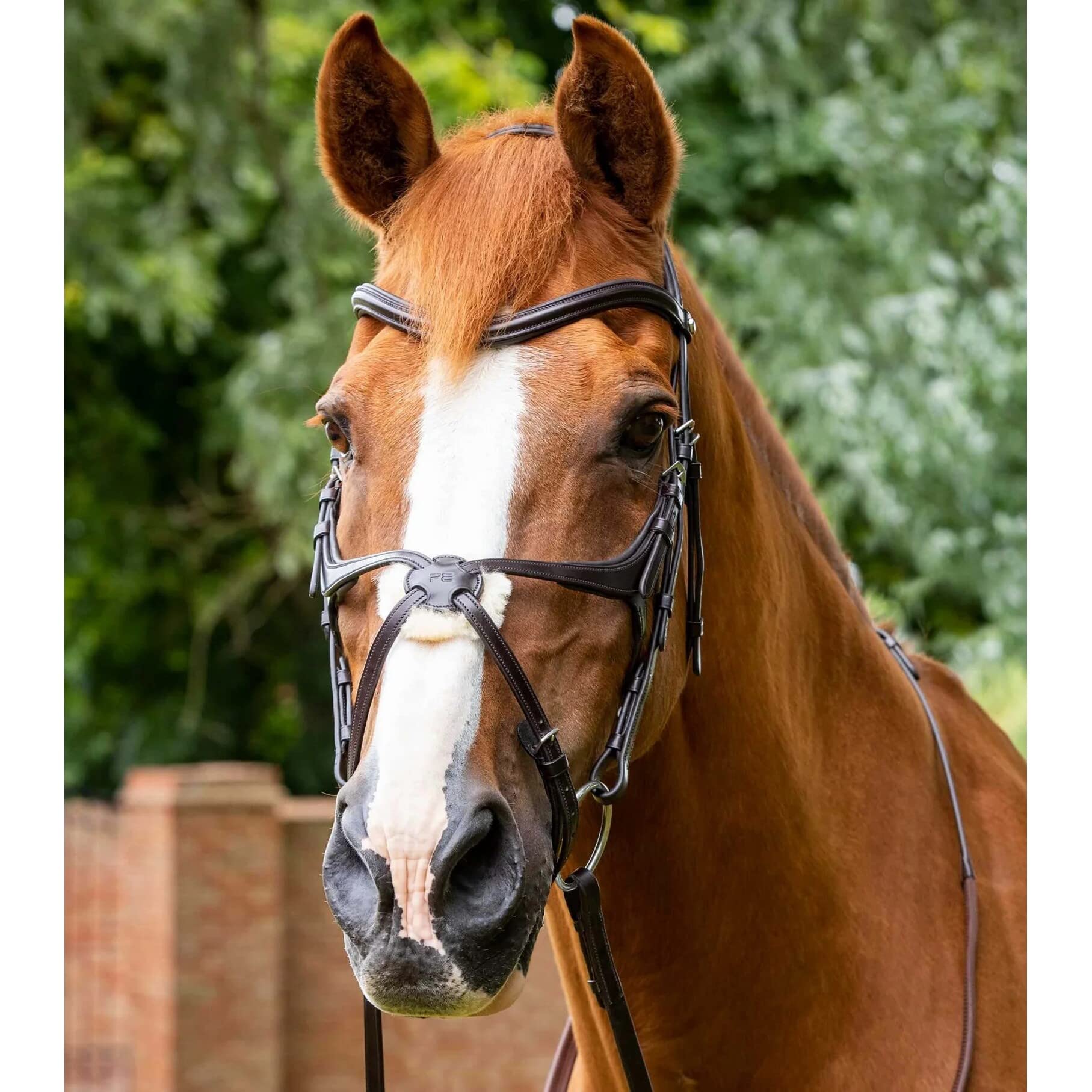 Premier Equine Cabezada Glorioso