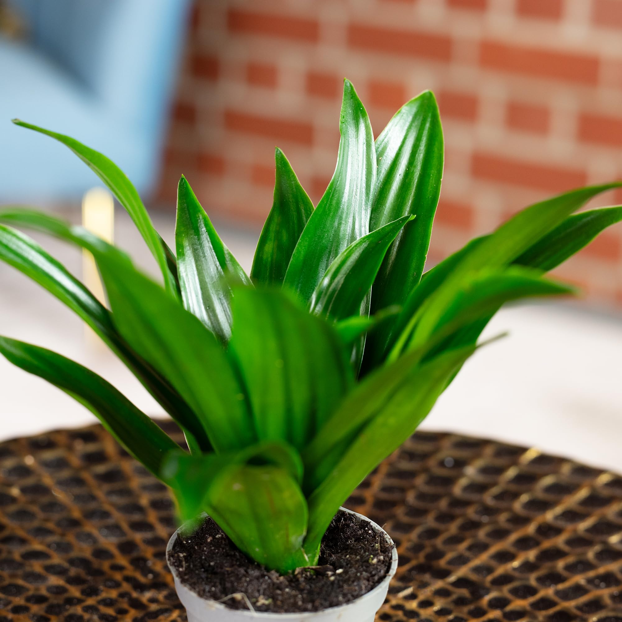 Drachenbaum Janet Craig - pflegeleichte Zimmerpflanze, Dracaena Deremensis Janet  Craig - Hhe ca. 15 cm, Topf- 6 cm : Amazon.de: Garten