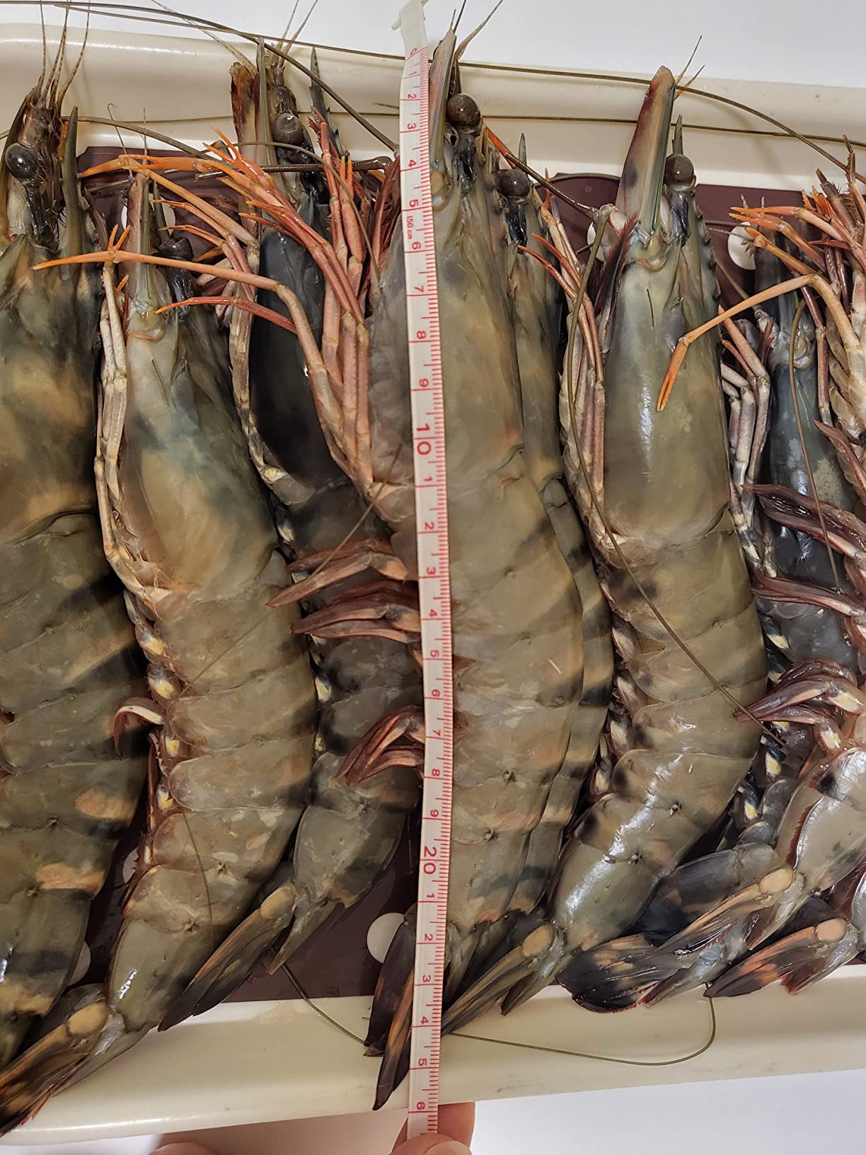 お客様イメージ