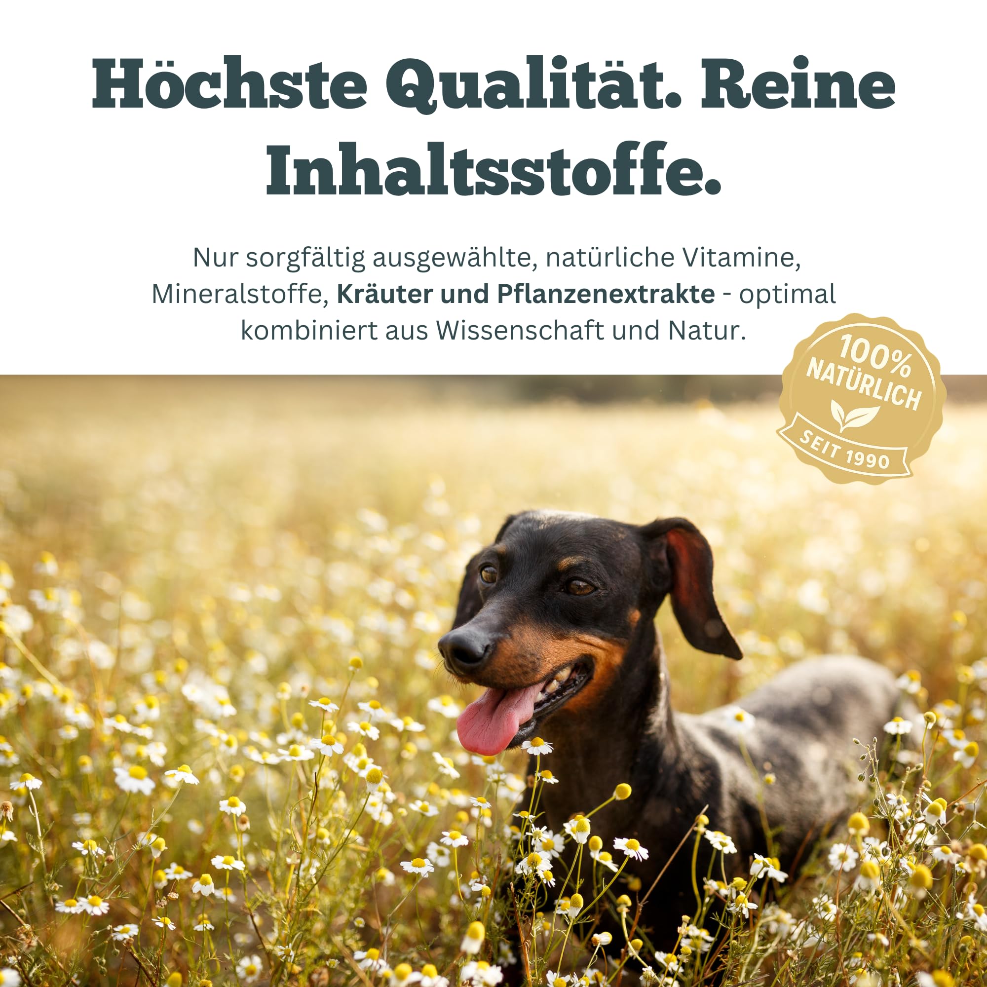 Obesitas Stop Dog - Suplement diety dla osób z nadwagą i odchudzaniem - 90 tabletek po 1000 mg