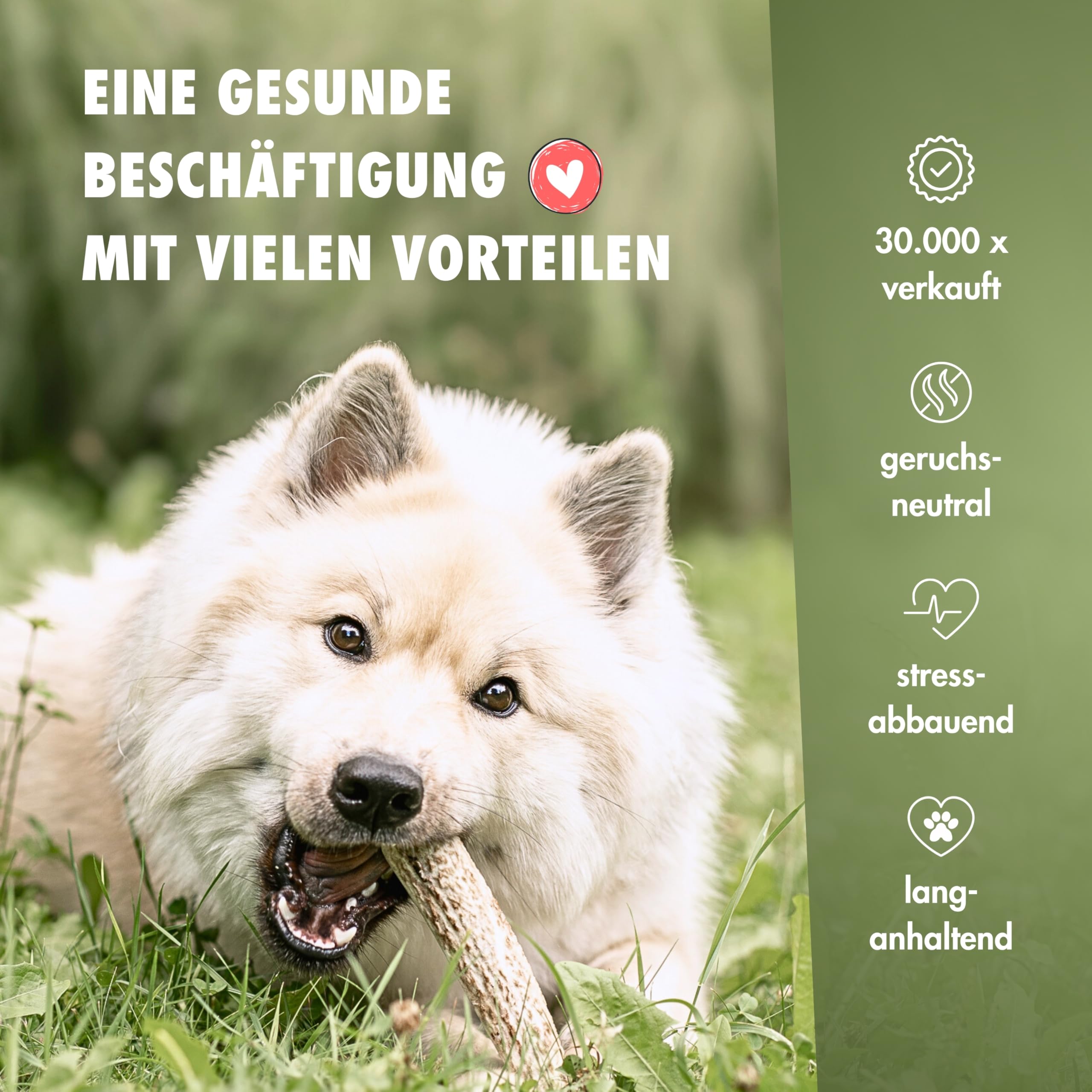 Paardenpees 40 cm - Lange, natuurlijke kauwsnack voor honden