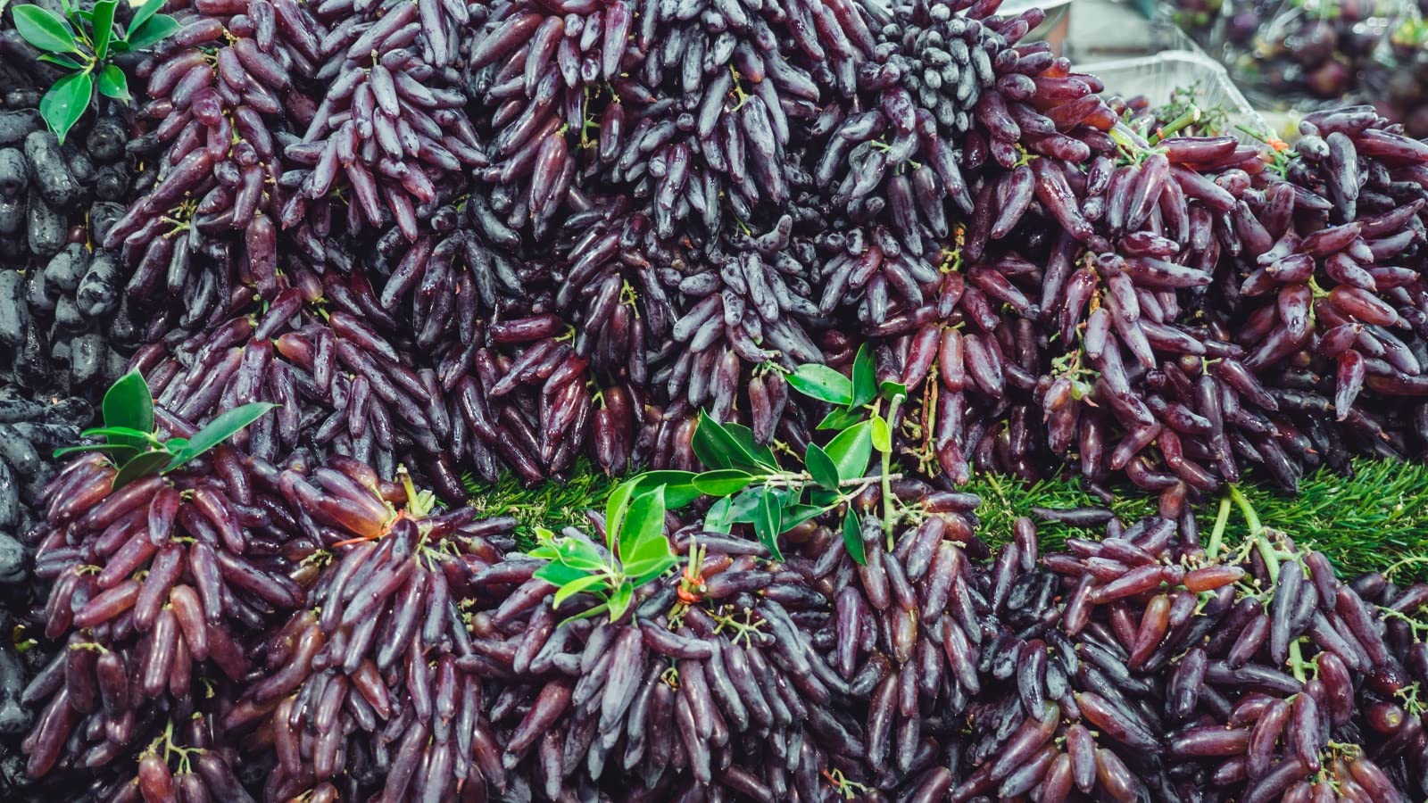 Eroanvia Long Finger Moondrop Black Red Grapes Plant/Angoor Ka Podha Outdoor Fruit&Fruits Tree (Plant Height 2-3) Healthy Hybrid Live Frout Plant For Home Garden Angoor Sweet Fruit Plant (B0BGQKTKND) Amazon Price History, Amazon Price Tracker