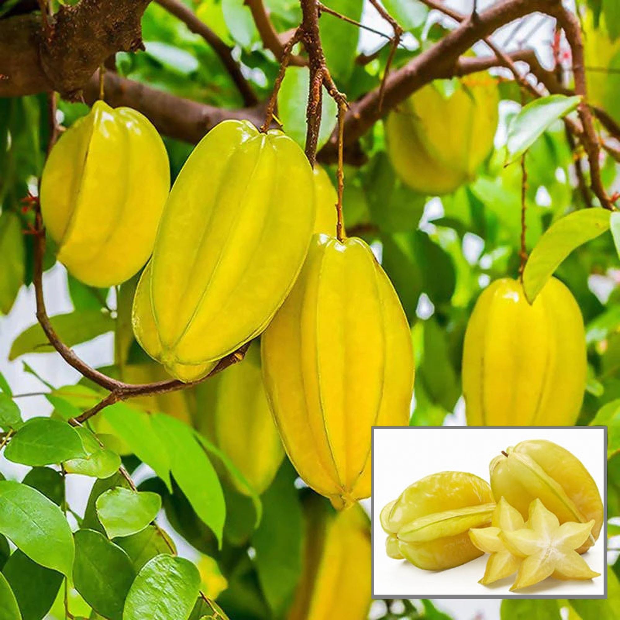 See full amazon price history chart for HAPING Thai Sweet Star Fruit Carambola Kamranga Amrak Grafted Live Plant (1.5-3 Feet Height) HAPING Thai Sweet Star Fruit Carambola Kamranga Amrak Grafted Live Plant (1.5-3 Feet Height) (B0CV7M45YL) Amazon Price History, Amazon Price Tracker