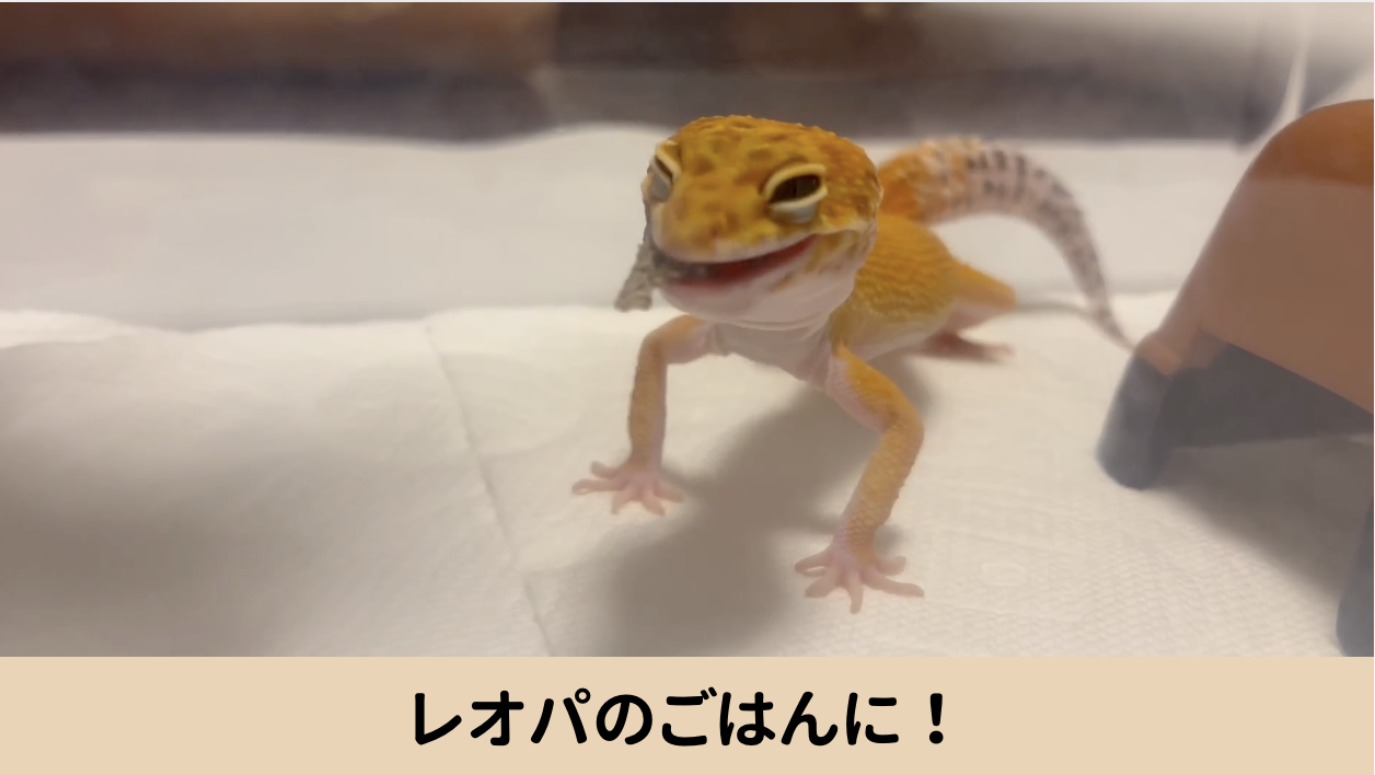 Amazon | 【むしーの】 レオパ餌 コオロギ100% 食いつき 常温可の個