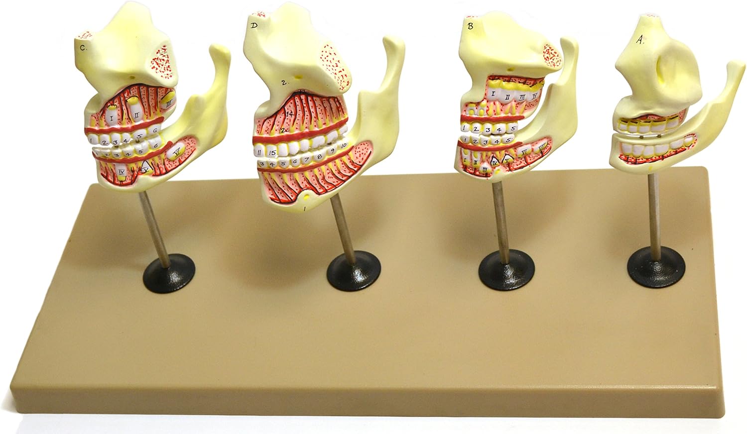 EISCO Advanced Human Dentition Development Model, 4 Stages, Numbered Parts – Educational Dental Display for Study, 18 Inches Base Length
