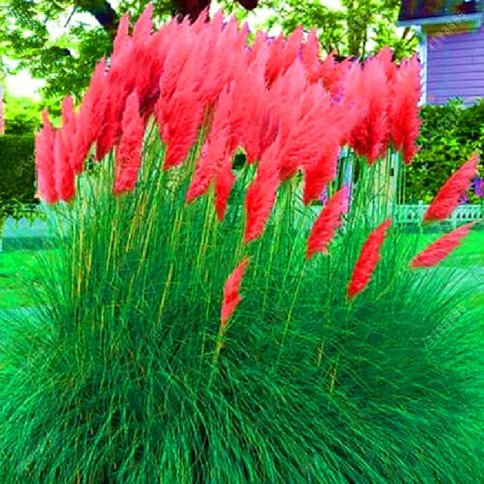 50Pcs/Bag Pampas Reed Seeds Natural High Germination Weather Easy to Plant Pampas Reed Seeds Garden Use Red