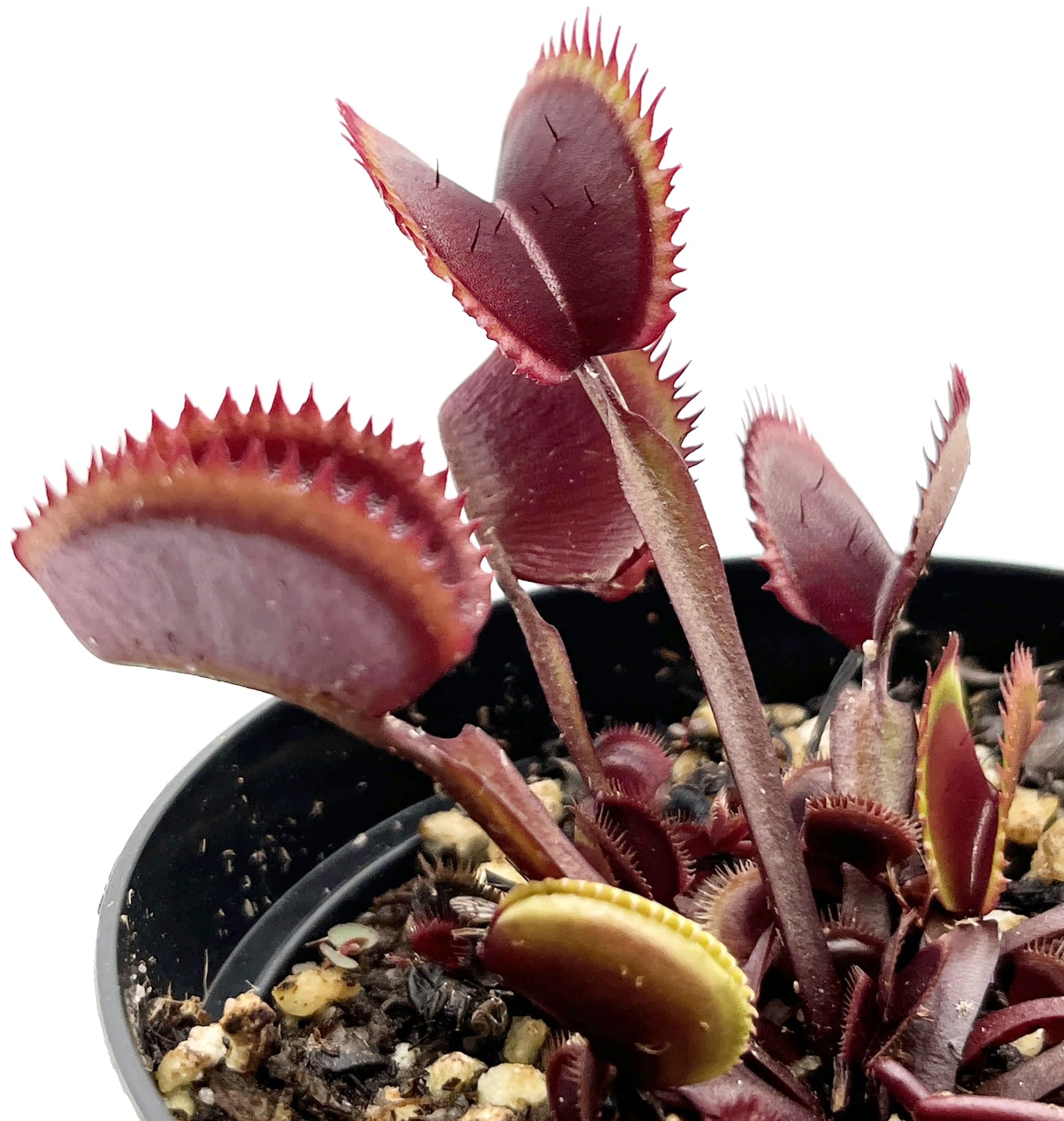 Dionaea Muscipula 'Red Piranha' - rote Venusfliegenfalle - blühfähig im 9 cm Rundtopf - fleischfressende Pflanze