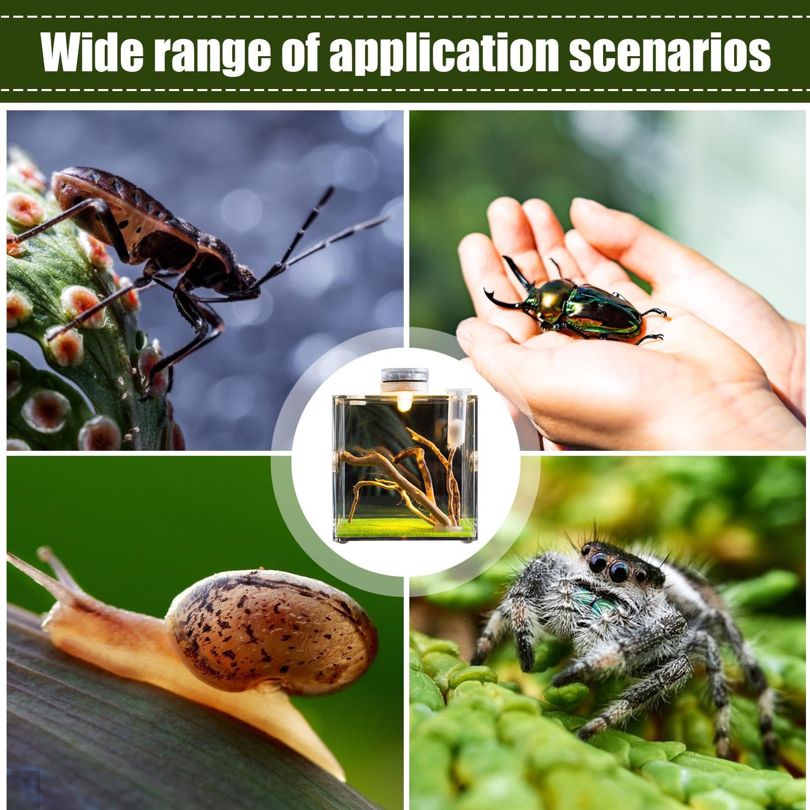 Enclos pour araignées sauteuses, Habitat d'araignées, Terrarium d'araignées, Cage à araignées, Cage en Acrylique, Terrarium à Insectes