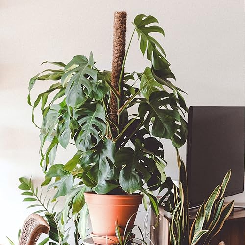 Vista 9 de Paquete de 4 postes de musgo JJGoo de 17 pulgadas, postes de tótem de fibra de coco que se extienden hasta 53 pulgadas, postes de soporte