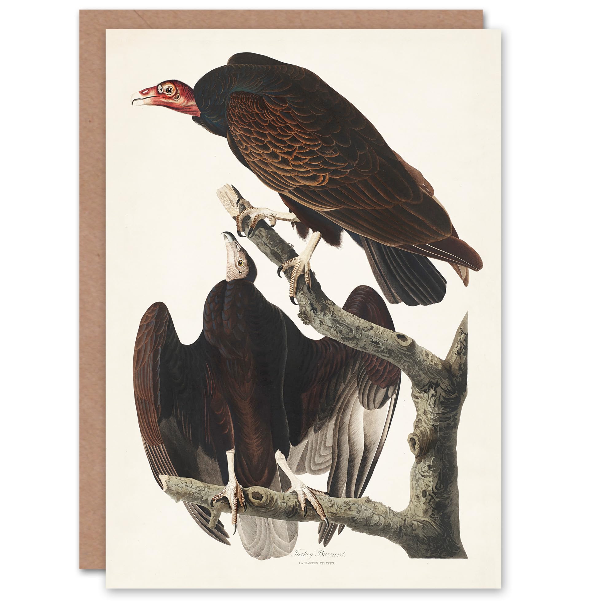 Artery8 John James Audubon Art Card Turkey Buzzard Vulture