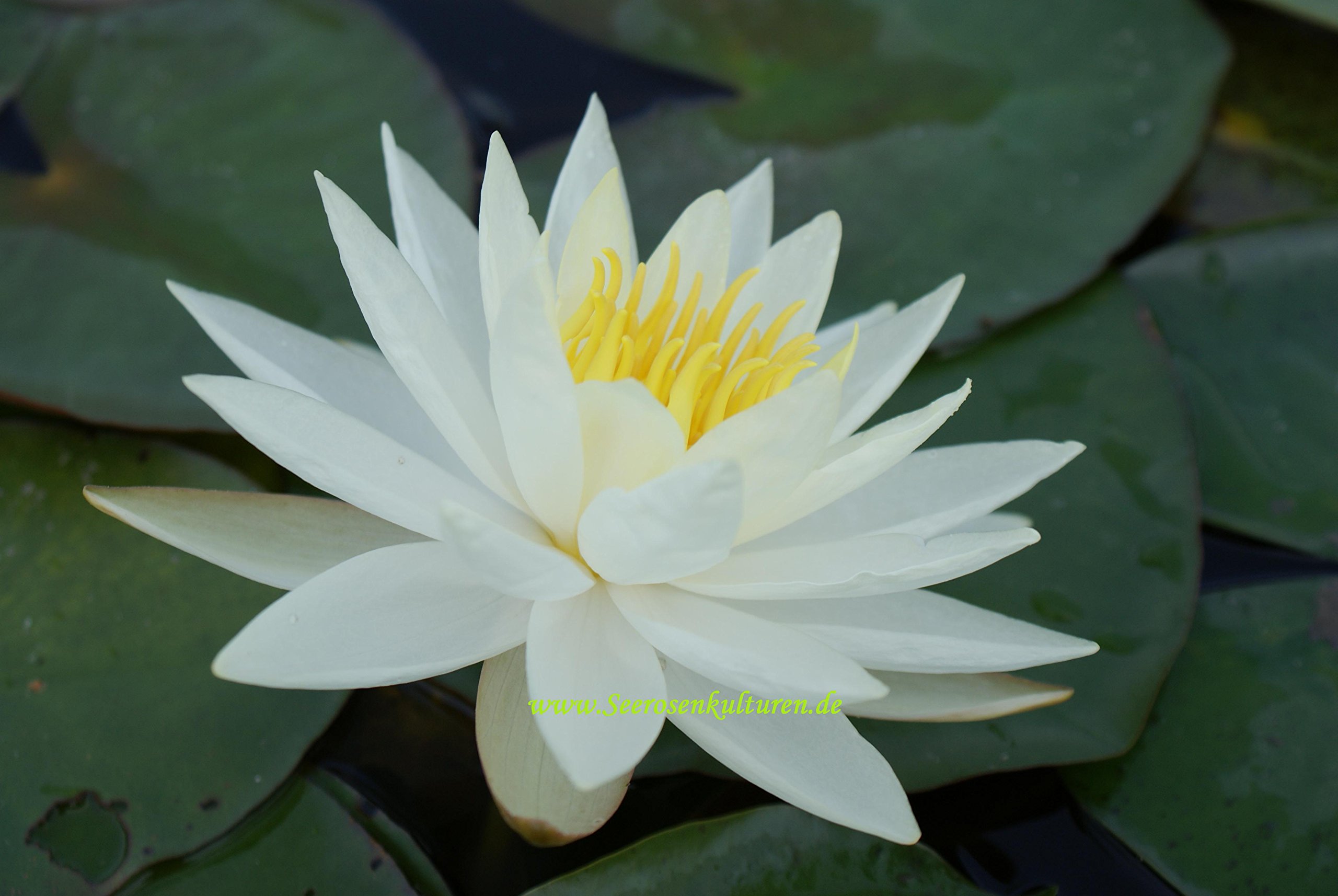 Mühlan - 7 Bund/Portionen Wasserpest für den Gartenteich, Sauerstoffpflanzen für den Teich, winterharte Sorte