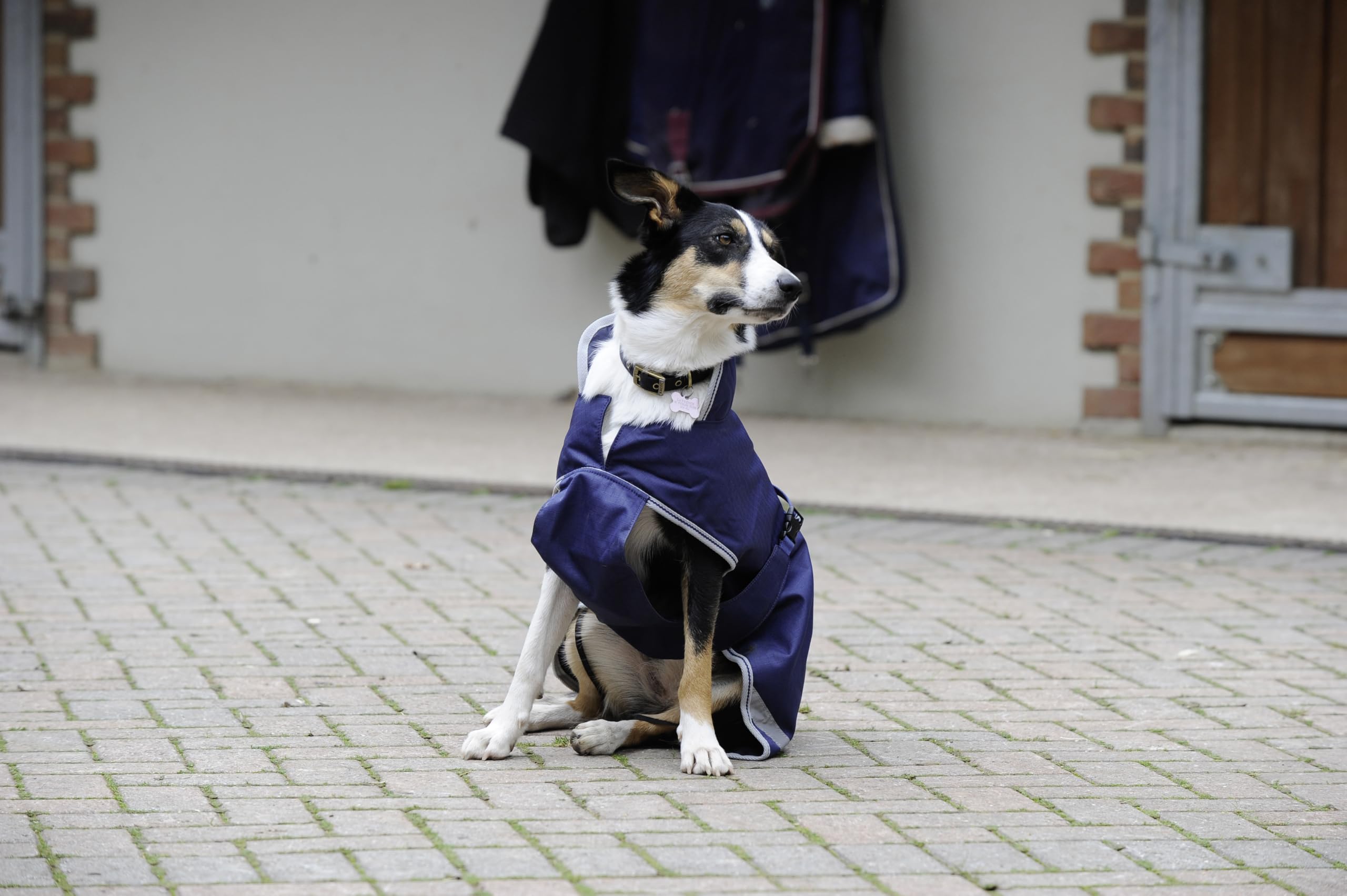 Bucas Hundemantel Freedom, Blau, Größe XXL, Länge 60 cm, Halsumfang 64 cm