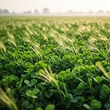 Calm Lucky Clover Field Nature Sounds | 4K UHD Fire TV